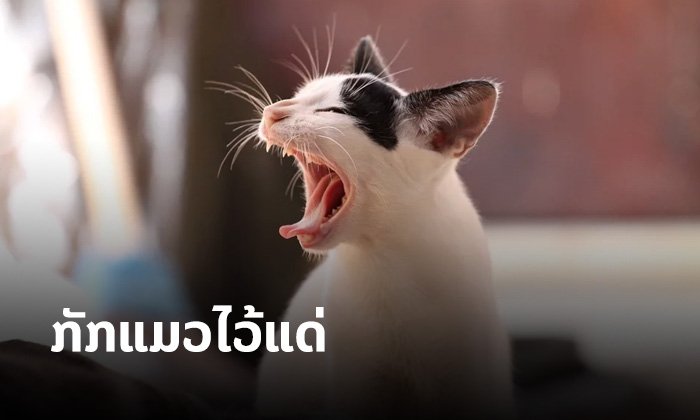 ສັດຕະວະແພດເຕືອນເຈົ້າຂອງແມວ ບໍ່ຢາກແພ່ໂຄວິດ-19 ໃຫ້ກັກແມວໄວ້ຢູ່ໃນເຮືອນ
