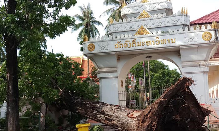 ລົມພາຍຸແຮງ ສ້າງຄວາມເສຍຫາຍ ຕົ້ນໄມ້ໃຫຍ່ຢູ່ວັດອົງຕື້ລົ້ມທັບກຳແພງວັດ ແລະ ຮູບປັ້ນຊ້າງ