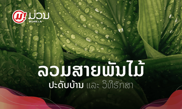 ຊີວິດຕ້ອງການສີຂຽວ! ລວມສາຍພັນຕົ້ນໄມ້ປະດັບທີ່ປູກໃນເຮືອນໄດ້ ພ້ອມວິທີບົວລະບັດຮັກສາ