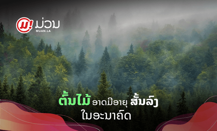 ໃນອະນາຄົດຕົ້ນໄມ້ອາດມີອາຍຸສັ້ນລົງ ແລະ ຄົນເຮົາກໍມີສ່ວນທີ່ເຮັດໃຫ້ມັນເປັນແບບນັ້ນ!