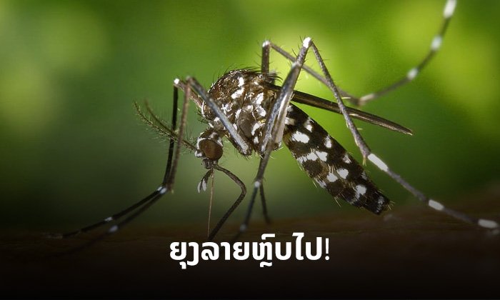 ຍຸງລາຍຫຼົບໄປ! ປະຕິບັດຫຼັກການ "5ປ" ສະກັດພະຍາດໄຂ້ຍຸງລາຍຕັ້ງແຕ່ຫົວທີ