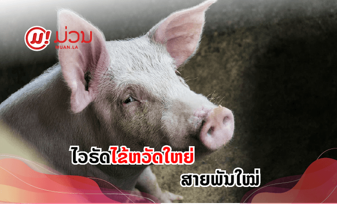 ໄຂປະເດັນ: ພົບໄວຣັດໄຂ້ຫວັດໃຫຍ່ສາຍພັນໃໝ່ຢູ່ຈີນ ເຊິ່ງຄ້າຍຄືໄວຣັດໄຂ້ຫວັດໝູທີ່ລະບາດໃນປີ 2009