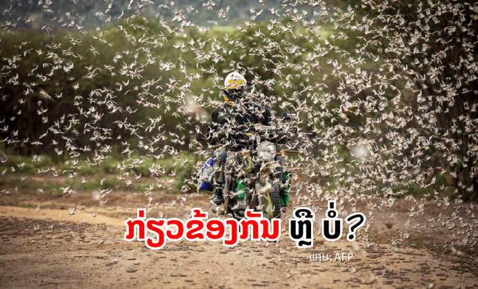 ການລະບາດຂອງຕັກກະແຕນຝູງໃຫຍ່ຢູ່ອາຟຣິກາ ແລະ ອິນເດຍ ກ່ຽວຂ້ອງກັບການລະບາດຢູ່ທາງພາກເໜືອຂອງລາວບໍ?