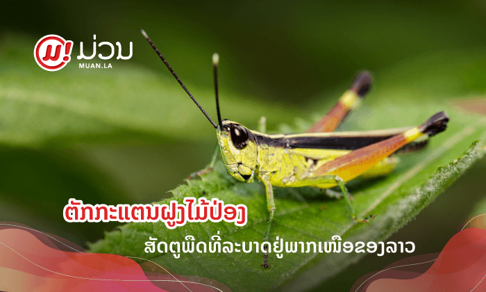 ພາຮູ້ຈັກ “ຕັກແຕນຝູງໄມ້ປ່ອງ” ສັດຕູພືດຕົວຮ້າຍທີ່ລະບາດຢູ່ພາກເໜືອຂອງລາວ