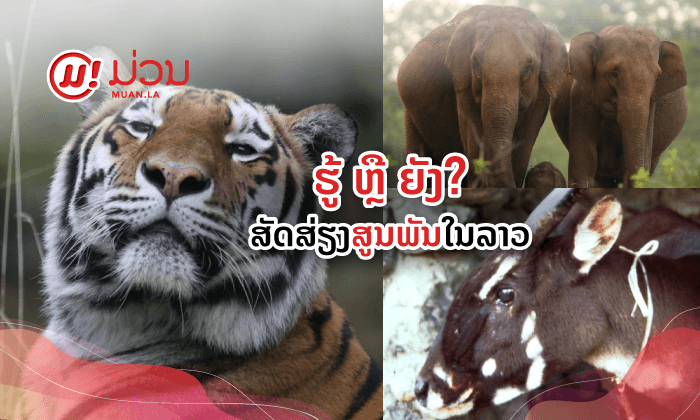ຢຸດບໍລິໂພກສັດປ່າ! ມາຮູ້ຈັກສັດສ່ຽງສູນພັນໃນລາວ ທີ່ໃນອະນາຄົດອາດເຫຼືອໄວ້ພຽງແຕ່ຊື່