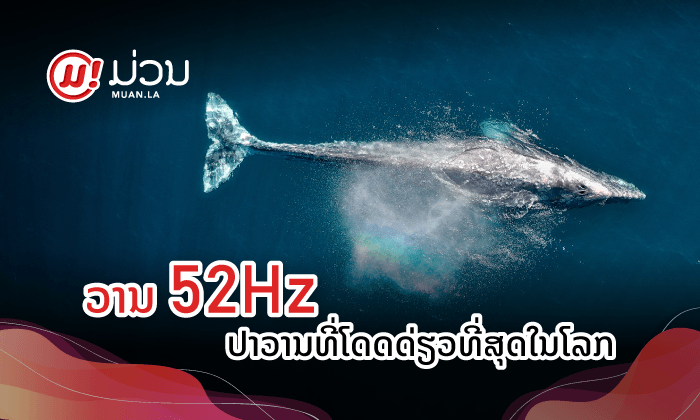 "ວານ 52Hz" ປາວານທີ່ໂດດດ່ຽວທີ່ສຸດໃນໂລກ