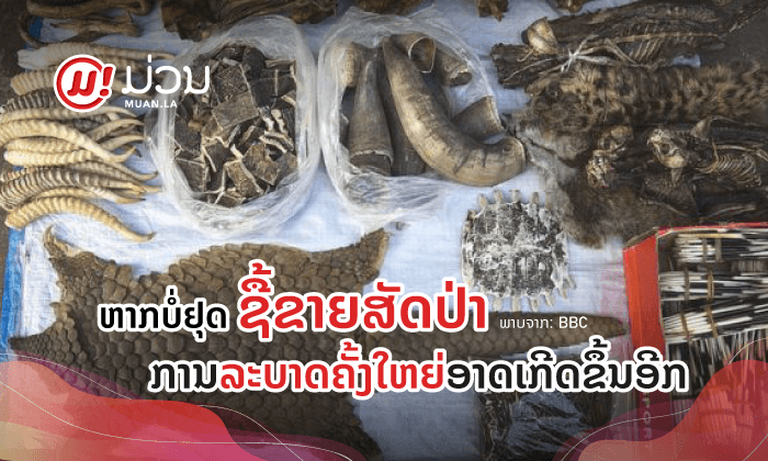 ຫາກບໍ່ຢຸດຊື້ຂາຍສັດປ່າ ການລະບາດຄັ້ງໃຫຍ່ອາດເກີດຂຶ້ນອີກ