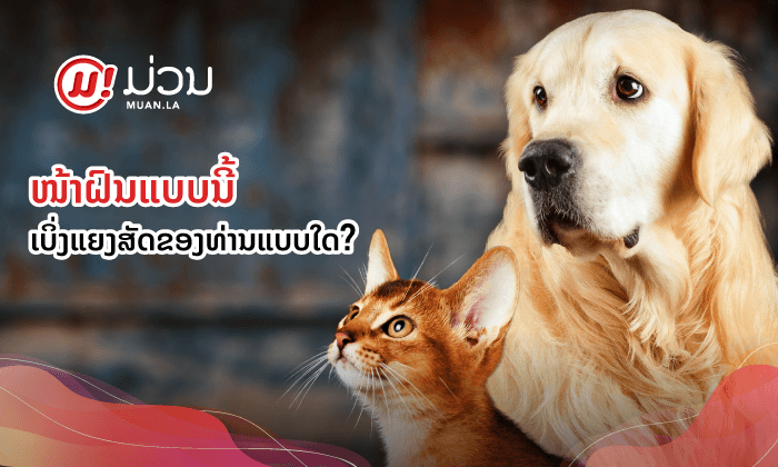 ຍາມຝົນມາຮອດແລ້ວ “ໝາແມວ” ຕ້ອງເບິ່ງແຍງແນວໃດ?