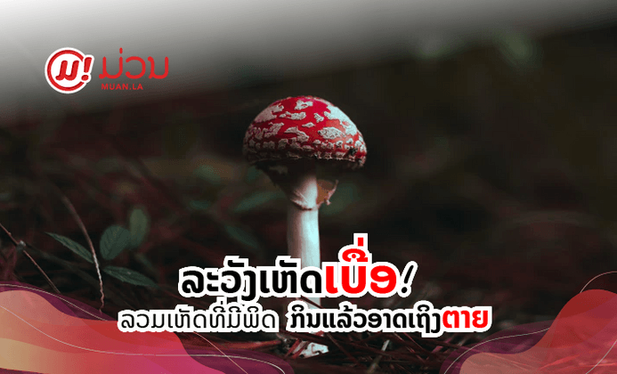 ເຫັດອອກຫຼາຍເປັນຕາອອນຊອນ ກ່ອນຊື້ມາກິນໃຫ້ລະວັງ "ເຫັດເບື່ອ"
