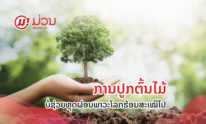 ຍ້ອນຫຍັງການປູກຕົ້ນໄມ້ຈຶ່ງບໍ່ຊ່ວຍຫຼຸດຜ່ອນພາວະໂລກຮ້ອນໄດ້ສະເໝີໄປ?