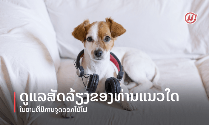 HOW TO ດູແລສັດລ້ຽງຂອງທ່ານແນວໃດ ໃນຍາມທີ່ມີການຈູດດອກໄມ້ໄຟ