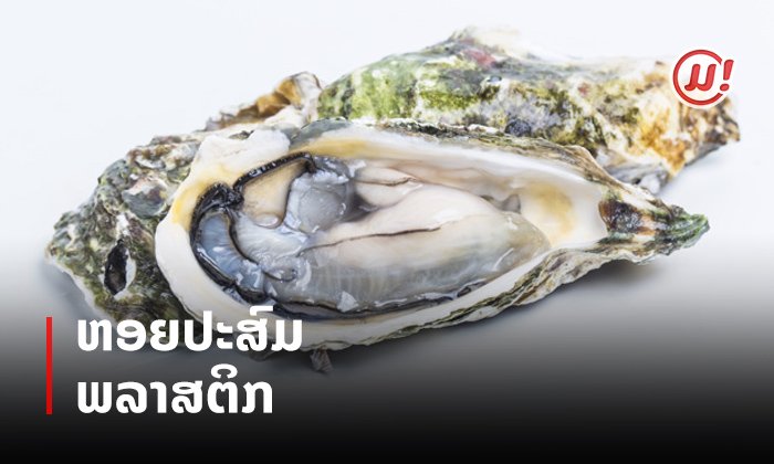 ຄົນມັກ "ຫອຍນາງລົມ" ຕ້ອງອ່ານ ເມື່ອຂີ້ເຫຍື້ອທີ່ເຮົາສ້າງ ກຳລັງຍ້ອນກັບມາຫາເຮົາຄືນໃນຮູບແບບຂອງອາຫານ