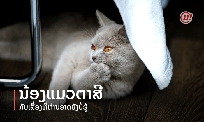 British Shorthair ນ້ອງແມວຕາສີທີ່ຫຼາຍຄົນຢາກເປັນເຈົ້າຂອງ ກັບເລື່ອງທີ່ທ່ານອາດຍັງບໍ່ຮູ້