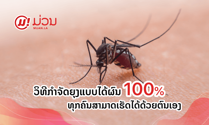 ວິທີກຳຈັດຍຸງແບບໄດ້ຜົນ 100% ທີ່ທຸກຄົນສາມາດເຮັດໄດ້ດ້ວຍຕົນເອງ