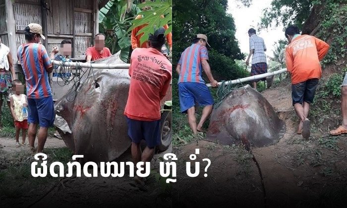 ຄວນຮູ້! ຈັບ "ປາຝາໄລ" ຫຼື ຄອບຄອງຊິ້ນສ່ວນຂອງມັນ ຜິດກົດໝາຍ ຫຼື ບໍ່?