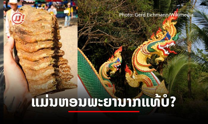 ຫອນພະຍານາກແທ້ຈິງເປັນແນວໃດ? ທີ່ພົບເຫັນກັນນັ້ນແມ່ນຫອນພະຍານາກແທ້ ຫຼື ບໍ່?