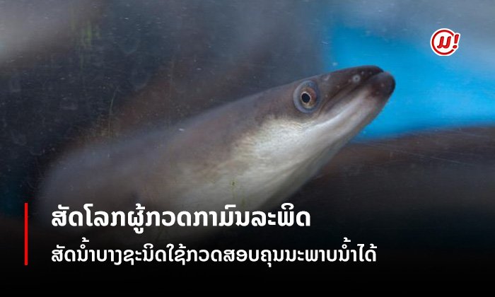 ຄວາມອ່ອນໄຫວຂອງສັດນ້ຳກັບມົນລະພິດ: ສັດນໍ້າບາງຊະນິດໃຊ້ກວດສອບຄຸນນະພາບນໍ້າໄດ້