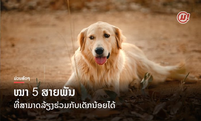 ໝາ 5 ສາຍພັນທີ່ສາມາດລ້ຽງຮ່ວມກັບເດັກນ້ອຍໄດ້