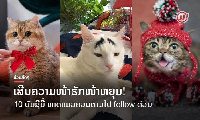 ເສີບຄວາມໜ້າຮັກໜ້າຫຍຸມ! 10 ບັນຊີນີ້ ທາດແມວຫ້າມພາດເດັດຂາດ ຕາມໄປ follow ດ່ວນ