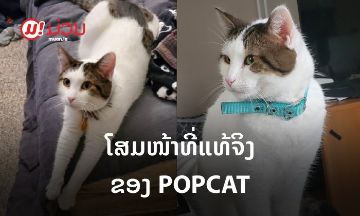 ເຜີຍໂສມໜ້າ ຕົວຈິງຂອງ POPCAT ນ້ອງໜ້າຕາເປັນແບບນີ້ເອງ