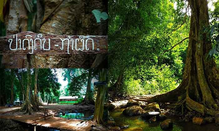 Unseen ເລົ່າງາມ! ຊວນທ່ຽວປ່າດົງດິບຖໍ້າຜືດແຫ່ງບ້ານເຕເມ ແຂວງສາລະວັນ ແຫຼ່ງທ່ອງທ່ຽວທີ່ຄົນລາວຍັງບໍ່ຮູ້