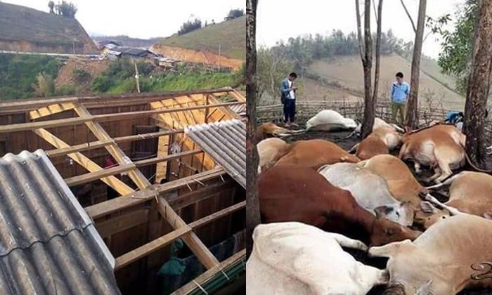 ຝົນຕົກລົມແຮງສ້າງຄວາມເສຍແກ່ບ້ານເຮືອນປະຊາຊົນກວ່າ 100 ຫຼັງຄາ ງົວຖືກຟ້າຜ່າຕາຍ 27 ໂຕ