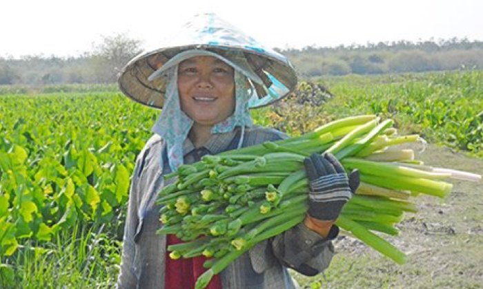 ຊາວກະສິກອນ ປູກຜັກກ້ານຈອງຂາຍເປັນອາຊີບເສີມ ສ້າງລາຍຮັບໄດ້ເດືອນລະ 3 ລ້ານກີບ