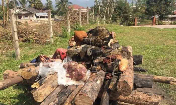 ຫຼວງນ້ຳທາ ທໍາລາຍຊິ້ນສ່ວນ ແລະ ຊາກສັດປ່າ ທີ່ຢຶດໄດ້ ຈໍານວນ 108 ກິໂລກຣາມ