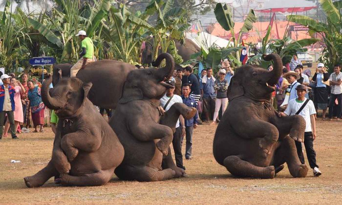 ແລ້ວພົບກັນໃໝ່ 2020! ມະຫະກຳບຸນຊ້າງ 2019 ທີ່ໄຊຍະບູລີ ປິດລົງດ້ວຍບັນຍາກາດຟົດຟື້ນ