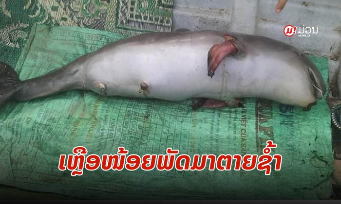ໜ້າເສົ້າໃຈ! ໜຸ່ມໂພສຮູບຮ່າງໄຮ້ຊີວິດຂອງ "ປາຂ່າ" ຮ້ອງຂໍເຂັ້ມງວດອະນຸຮັກ ກ່ອນຈະເຫຼືອແຕ່ຊື່