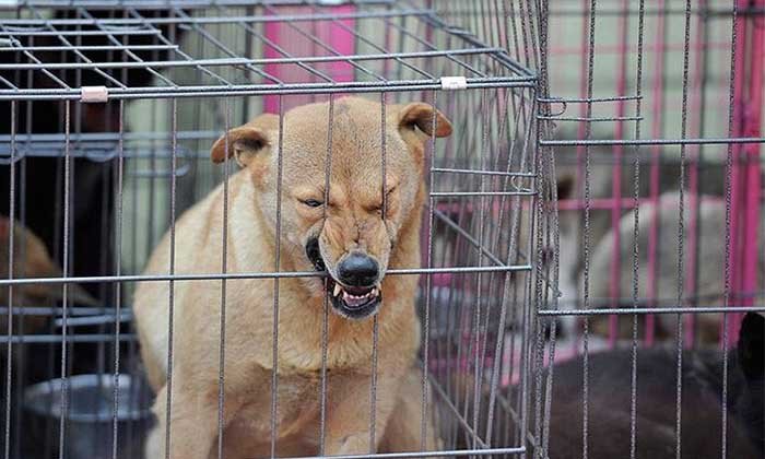 ການທໍລະມານ-ທຳຮ້າຍສັດ ມີຄວາມຜິດທາງອາຍາ ອາດຖືກຕັດອິດສະຫຼະພາບ-ປັບໃໝສູງສຸດ 10 ລ້ານກີບ
