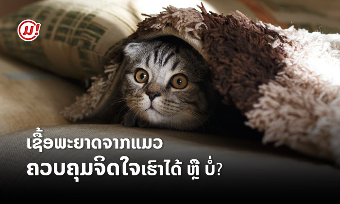 ຫຼື ວ່າໂລກນີ້ຈະມີເຊື້ອພະຍາດຈາກ "ແມວ" ທີ່ສາມາດຄວບຄຸມຈິດໃຈຂອງເຮົາໃຫ້ຫຼົງຮັກແມວໄດ້?