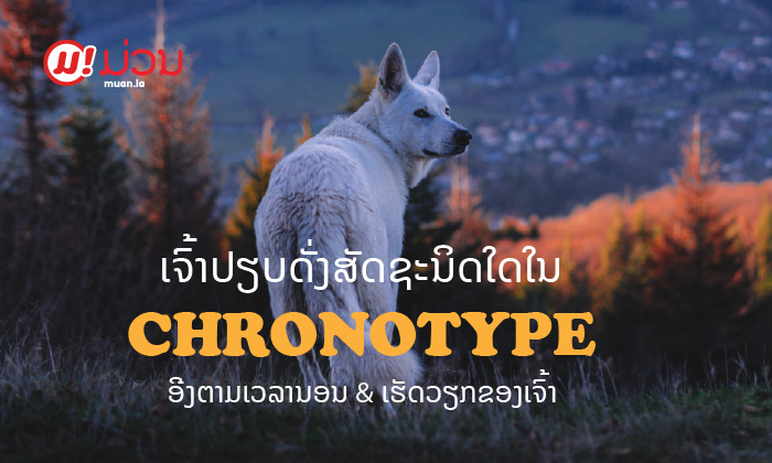 ເຈົ້າປຽບດັ່ງສັດຊະນິດໃດໃນ Chronotype ອີງຕາມເວລານອນ ແລະ ເວລາເຮັດວຽກຂອງເຈົ້າ?