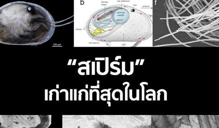 ทึ่ง!! พบ "สเปิร์ม" เก่าแก่ที่สุดในโลก