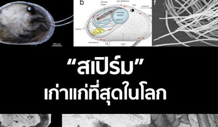 ทึ่ง!! พบ "สเปิร์ม" เก่าแก่ที่สุดในโลก