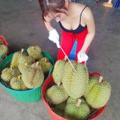 ชมพู่ ชลชญา