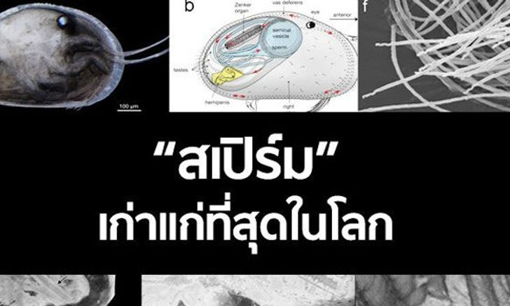 ทึ่ง!! พบ "สเปิร์ม" เก่าแก่ที่สุดในโลก
