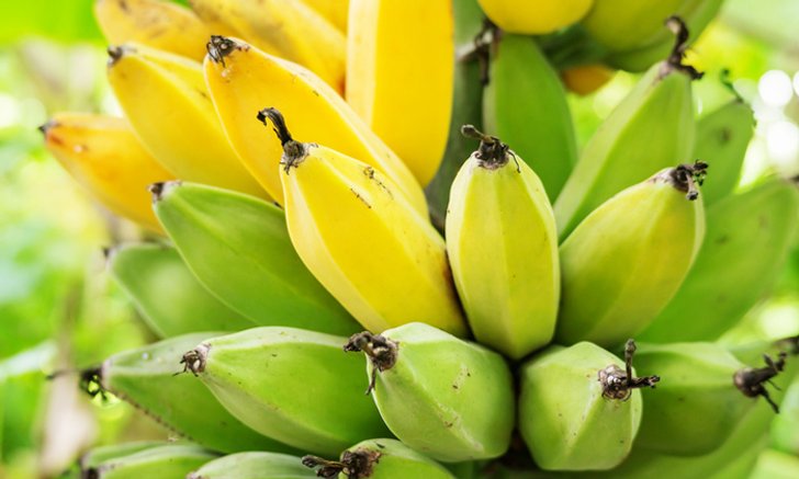 6 คุณประโยชน์ดีๆ จาก กล้วย