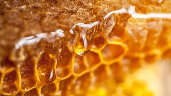 น้ำผึ้ง อาหารชั้นเลิศจากธรรมชาติ ดีต่อสุขภาพผู้ชายกว่าที่เคยรู้