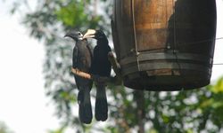 Hornbill ร่วมกับ มูลนิธิศึกษาวิจัยนกเงือก จัดกิจกรรม “วันรักนกเงือก” ในคอนเซ็ปต์ “Hornbill…คู่รักแท้”