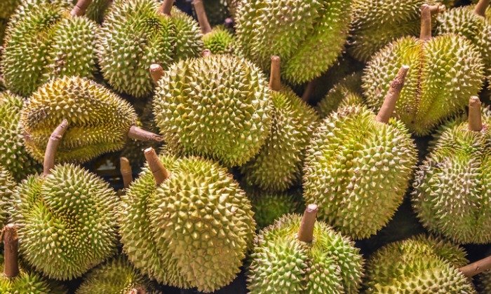 ราคาแรง! ทุเรียนนนท์ขายเป็นลูก ราคาอยู่ที่ 5,000 – 40,000 บาท