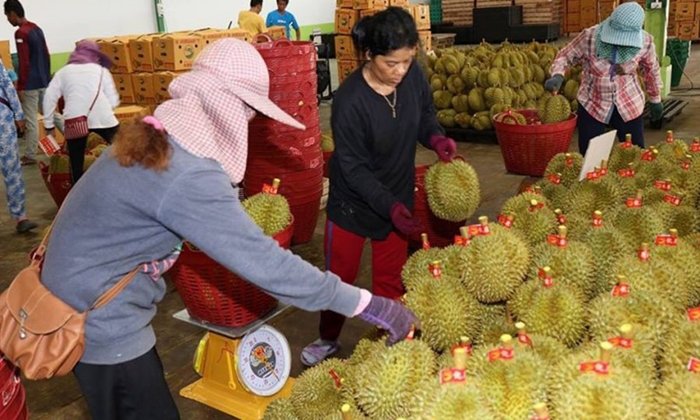 "อาลีบาบา" ทำสัญญาซื้อทุเรียนไทยปีละ 8 แสนลูกส่งขายจีน
