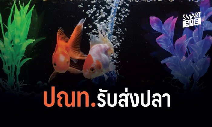 "ไปรษณีย์ไทย" ส่งปลากัดได้แล้วนะ!