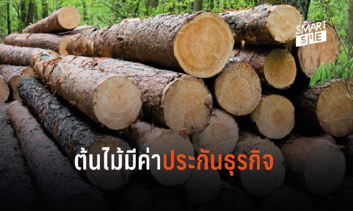 ต้องรู้! ต้นไม้ 4 กลุ่ม ประกันธุรกิจ-ค้ำเงินกู้ได้