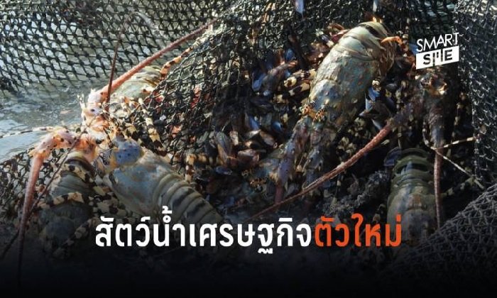 กรมประมงเตรียมตั้งธนาคารกุ้งมังกร ดันเป็นสัตว์น้ำเศรษฐกิจตัวใหม่