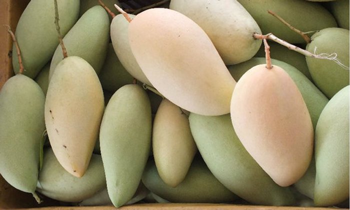มหามิตร ? พาณิชย์แฉ ′จีน′ส่ง จนท.ล้วงข้อมูลวิธีปลูก′มะม่วงน้ำดอกไม้′