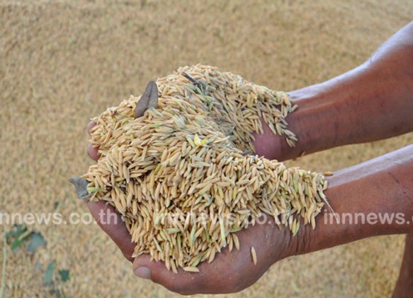 พณ.เตรียมทำโครงการตลาดนัดข้าวเปลือก
