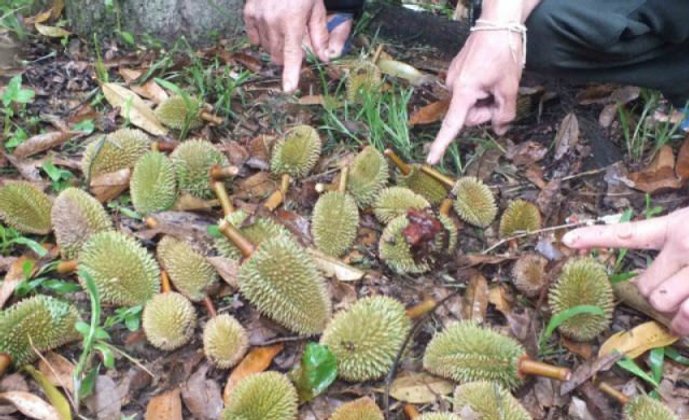 อากาศชุมพรแปรปรวนทุเรียน-กาแฟร่วงระนาวเสียหายนับร้อยล้านบาท