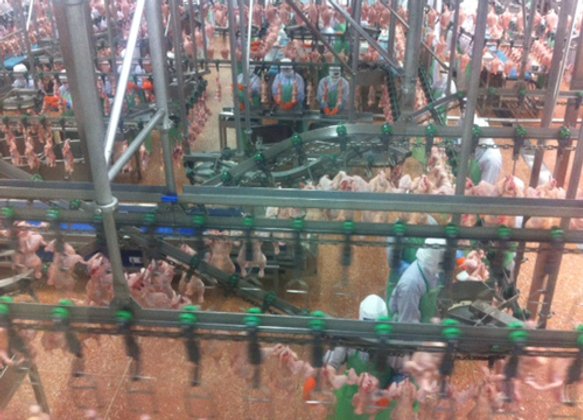 รัฐร่วมเอกชนเร่งเปิดตลาดไก่ส่งออกเกาหลีใต้