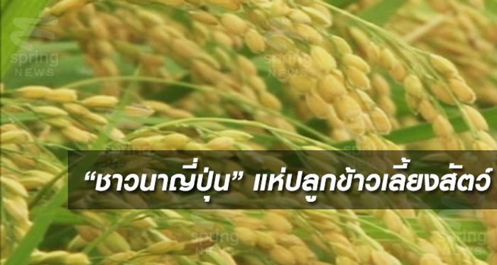 ชาวนาญี่ปุ่น แห่ปลูกข้าวเลี้ยงสัตว์